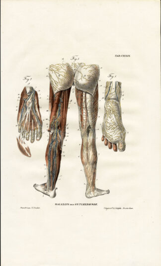 Antique Anatomy Print-LYMPHATIC SYSTEM-LEG-BUTTOCK-FOOT-Richter-1839