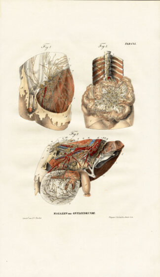 Antique Anatomy Print-LYMPHATIC SYSTEM-STOMACH-THIGH-Plate CXL-Richter-1839