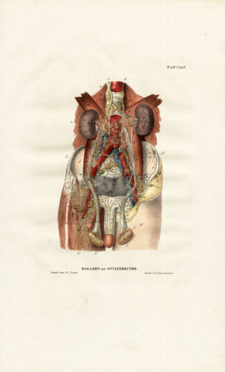 Antique Anatomy Print-LYMPHATIC SYSTEM-THIGH-PELVIS-Plate CXLI-Richter-1839
