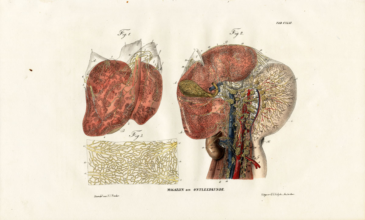 Lb3536 416x251 Antique Anatomy Print-LYMPHATIC SYSTEM-LIVER-STOMACH-LUMBAR PLEXUS-Richter-1839
