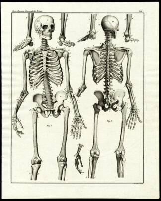 Antique Print-HUMAN ANATOMY-SKELETON-Plate I-Oken-Schach-1833