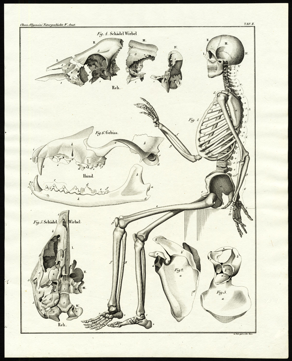 , Antique Print-HUMAN ANATOMY-SKELETON-SKULL-JAW-TEETH-Plate II-Oken-Schach-1833, Pictura Antique Prints