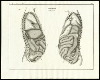 Antique Print-HUMAN ANATOMY-ORGANS-INTESTINES-Plate VI-Oken-Schach-1833