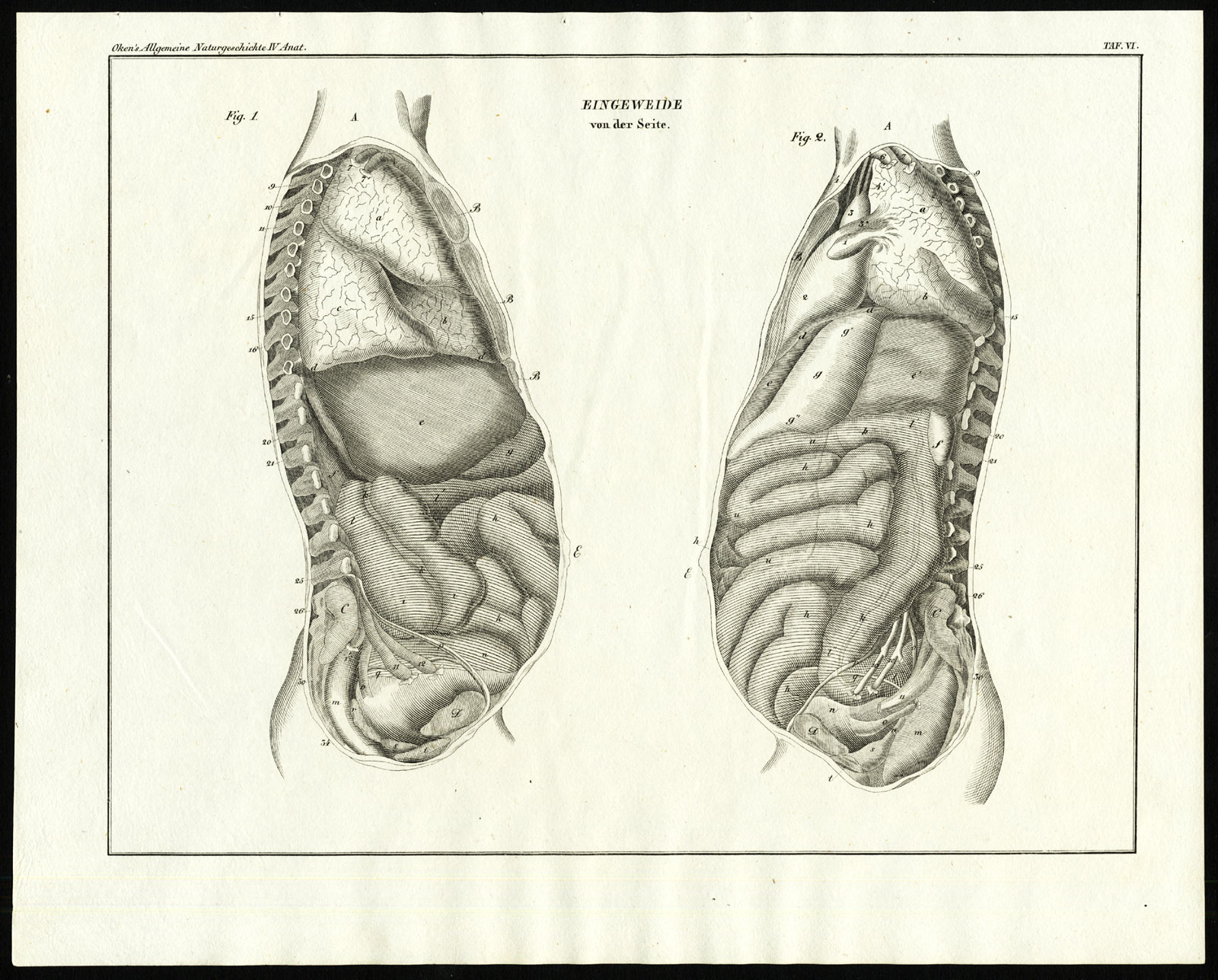 , Antique Print-HUMAN ANATOMY-ORGANS-INTESTINES-Plate VI-Oken-Schach-1833, Pictura Antique Prints