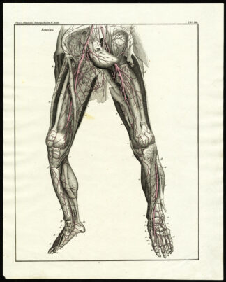 Antique Print-HUMAN ANATOMY-LEGS-ARTERY-BLOOD VESSEL-Plate VIII-Oken-Schach-1833