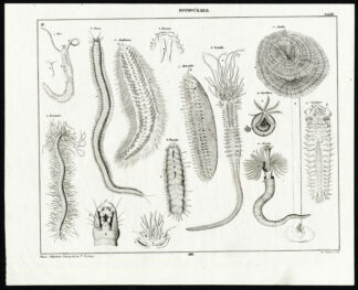 Antique Print-MARINE WORMS-TEREBELLIDA-FEATHER DUSTER-SERPULA-Pl. XVI-Oken-1833