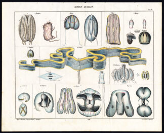 Antique Print-JELLYFISH-EUCHARIS-MEDEA-CALYMMA-Plate IV-Oken-Loffler-1833