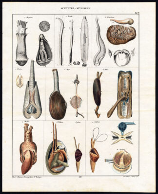 Antique Print-SHELLS-MOLLUSCS-CLAMS-FISTULANA-TELLINA-Plate VI-Oken-Mayer-1833
