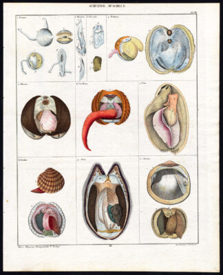 Antique Print-SHELLS-BIVALVIA-CARDITA-GLOSSUS-CARDIUM-Plate VII-Oken-Schach-1833