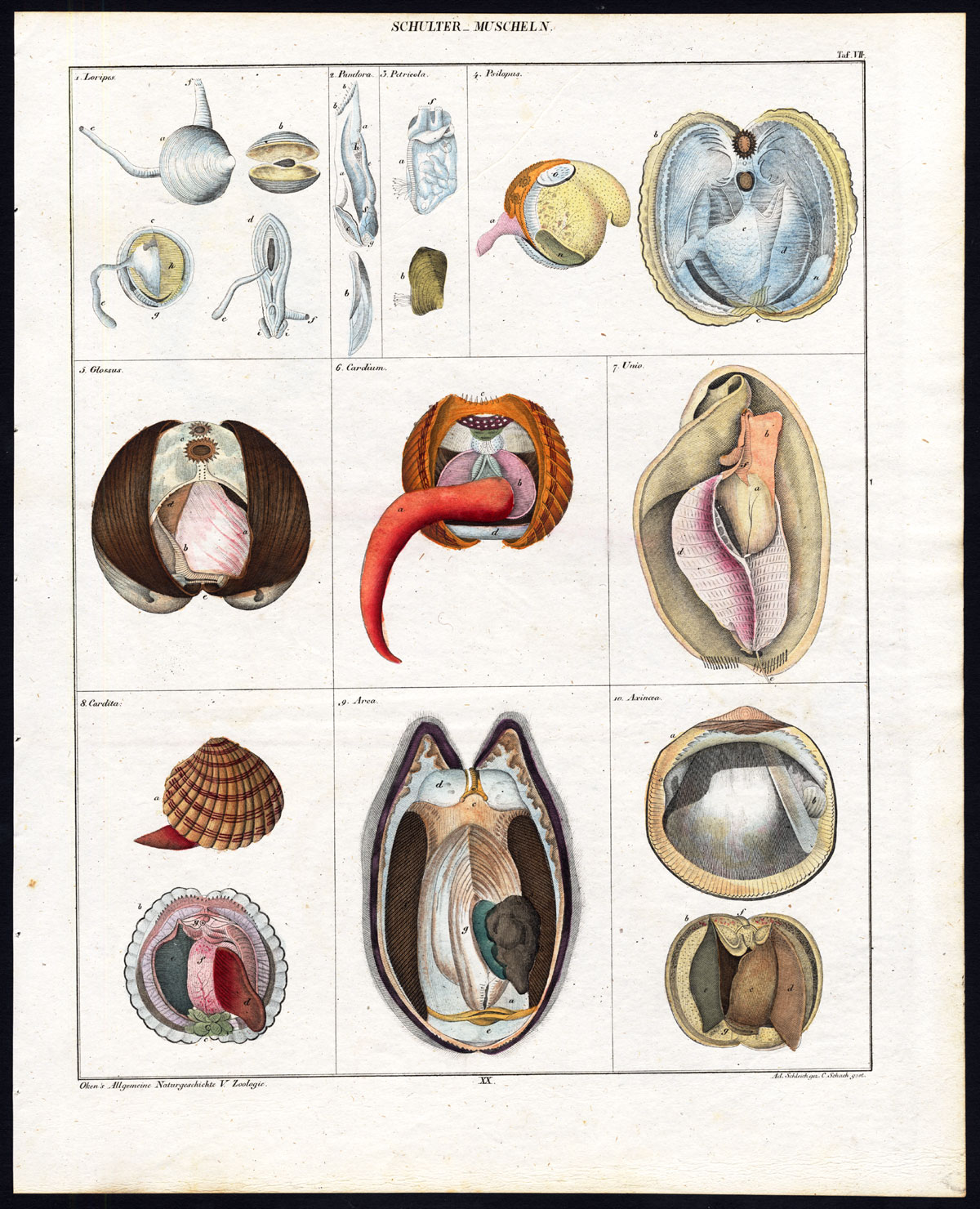 , Antique Print-SHELLS-BIVALVIA-CARDITA-GLOSSUS-CARDIUM-Plate VII-Oken-Schach-1833, Pictura Antique Prints
