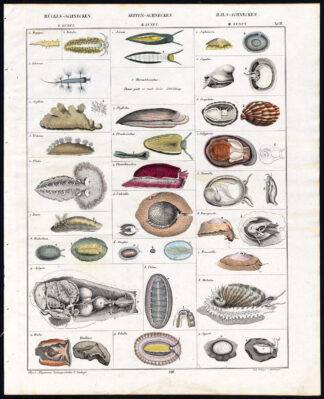 Antique Print-SNAILS-SEA SLUG-MARINE GASTROPODS-MOLLUSC-Pl. IX-Oken-Schach-1833