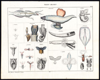 Antique Print-NUDIBRANCH-GASTROPODS-MOLLUSC-SLUG-SNAIL-Pl. XII-Oken-Loffler-1833