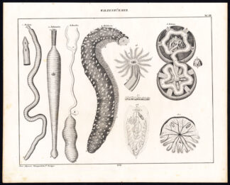 Antique Print-ECHINODERMS-SEA URCHIN-SPOON WORM-HOLOTHURIA-Plate XVII-Oken-1833