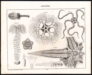 Antique Print-ECHINODERMS-BRITTLE STAR-OPHIURAN-ENERIUS-Plate XVIII-Oken-1833