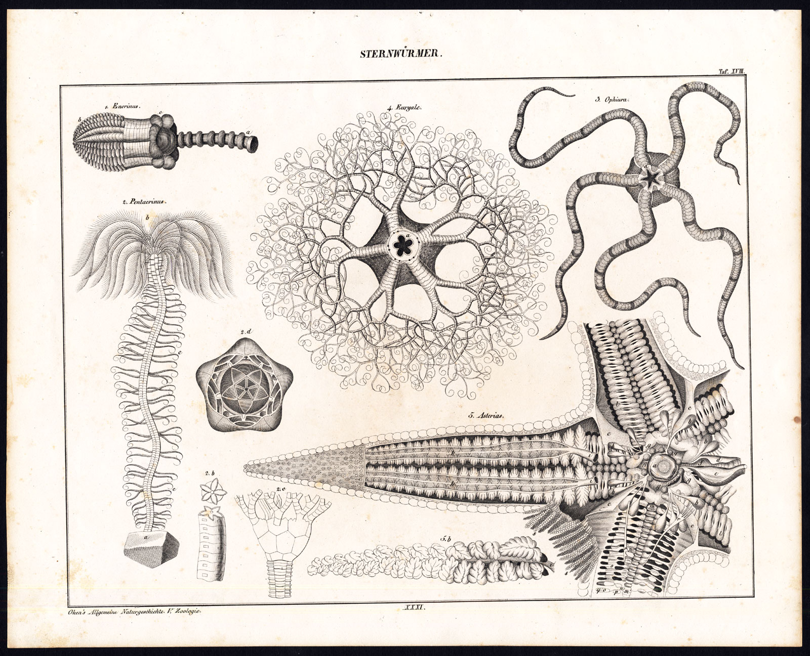 , Antique Print-ECHINODERMS-BRITTLE STAR-OPHIURAN-ENERIUS-Plate XVIII-Oken-1833, Pictura Antique Prints