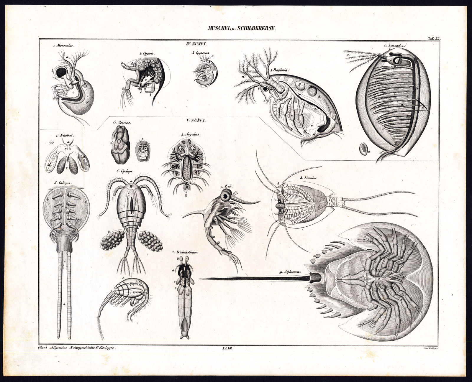 , Antique Print-CRUSTACEAN-ARTHROPOD-HORSESHOE CRAB-LOUSE-LIMULUS-Pl. XX-Oken-1833, Pictura Antique Prints