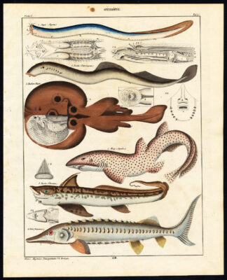 Antique Print-LAMPREY-RAY-GHOST SHARK-STURGEON-SPOOKFISH-Plate 44-Oken-1833