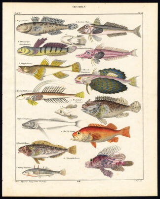 Antique Print-GOBY-SCORPION-STICKLEBACK-DRAGONET-LION-Plate 49-Oken-Mayer-1833