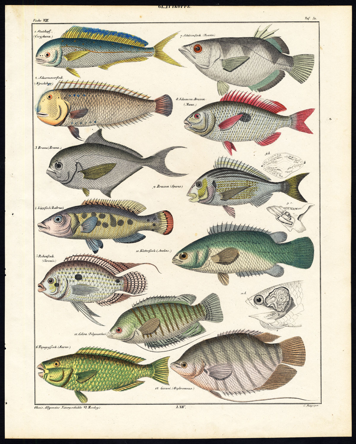 , Antique Print-POMFRET-DOLPHINFISH-PARROTFISH-SEABREAM-GOURAMI-Pl.51-Oken-1833, Pictura Antique Prints