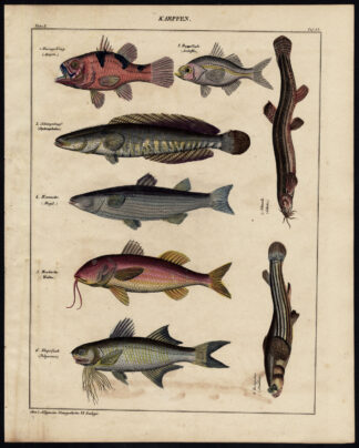 Antique Print-CARDINALFISH-SNAKEHEAD-MULLET-THREADFIN-LOACH-Pl.53-Oken-1833