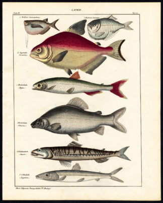 Antique Print-PIRANHA-SWEEPER-HATCHETFISH-SMELT-LADYFISH-LUTEFISH-P.54-Oken-1833