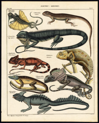 Antique Print-FLYING LIZARD-IGUANA-CHAMELEON-BASILISK-ANOLE-Pl.65-Oken-1833