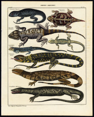 Antique Print-LAVA LIZARD-DESERT HORNED-DWARF TEGU-SAILFIN-Pl.66-Oken-Mayer-1833