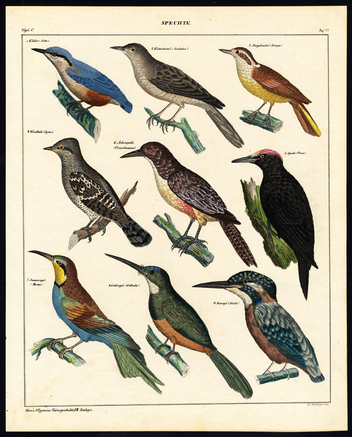 , Antique Print-KINGFISHER-BEE EATER-NUTHATCH-WOODPECKER-Pl.77-Oken-1833, Pictura Antique Prints