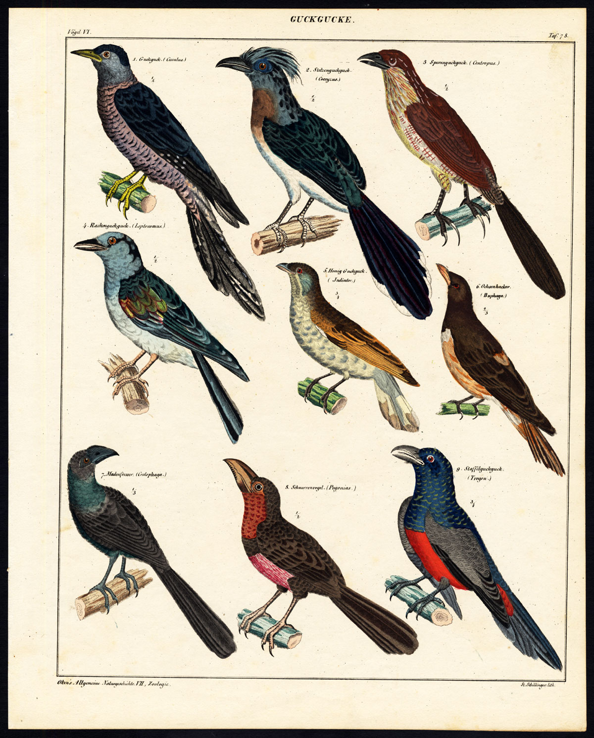 , Antique Print-CUCKOO-COUCAL-ROLLER-HONEYGUIDE-TROGON-Pl.78-Oken-Schillinger-1833, Pictura Antique Prints
