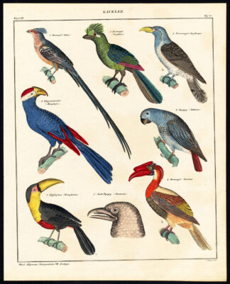 Antique Print-GREY PARROT-ARACARI-HORNBILL-OIL BIRD-TOUCAN-Pl.81-Oken-Mayer-1833