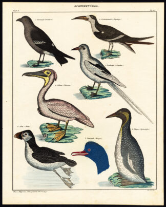 Antique Print-PELICAN-MERGANSER-PENGUIN-PUFFIN-TROPICBIRD-SKIMMER-P 82-Oken-1833
