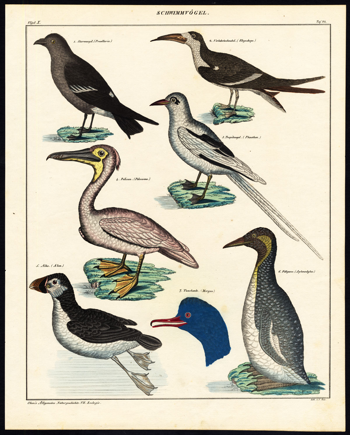 , Antique Print-PELICAN-MERGANSER-PENGUIN-PUFFIN-TROPICBIRD-SKIMMER-P 82-Oken-1833, Pictura Antique Prints