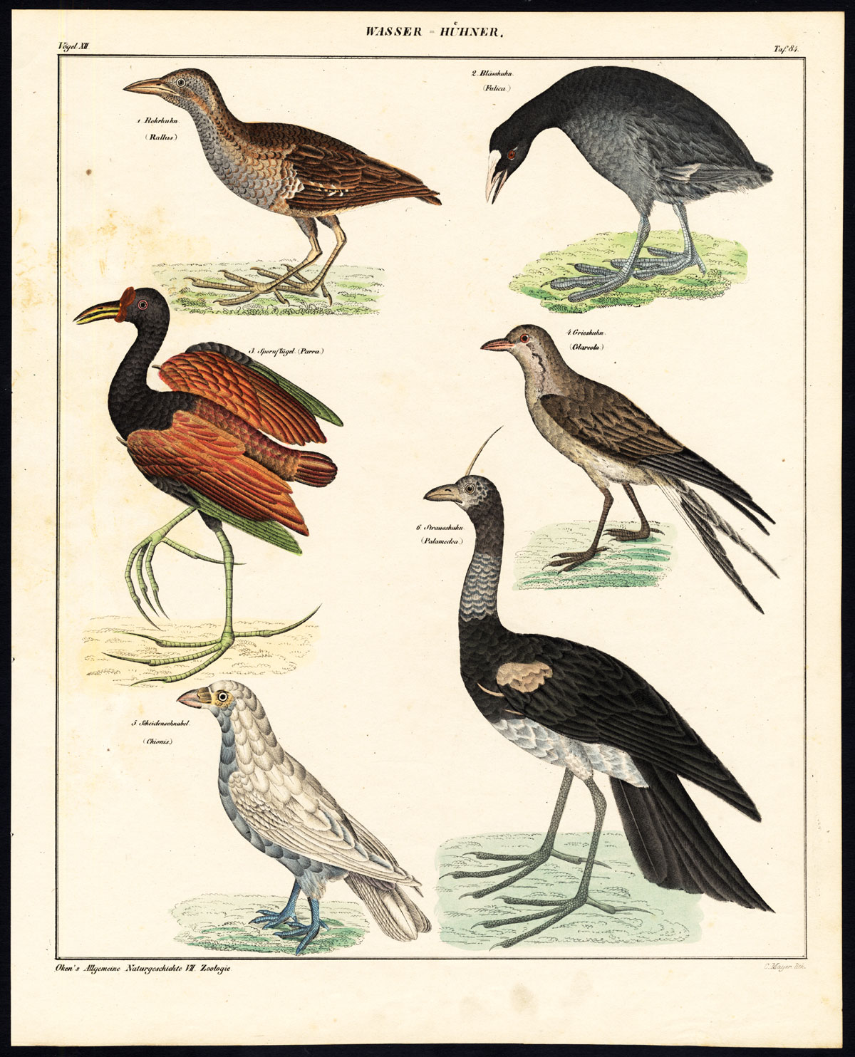 , Antique Print-JACANA-COOT-LAND RAIL-SCREAMER-SHEATHBILL-Pl.84-Oken-Mayer-1833, Pictura Antique Prints