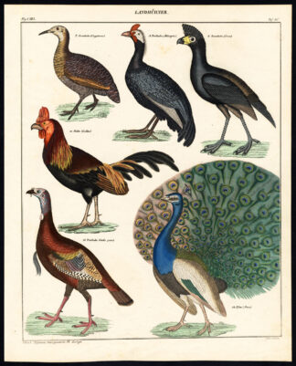 Antique Print-INDIAN PEAFOWL-TURKEY-CURASSOW-ROOSTER-PEACOCK-Pl.85-Oken-1833