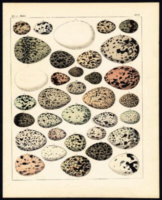 Antique Print-BIRDS-EGG-GULL-SWALLOW-Pl.5-Oken-1833