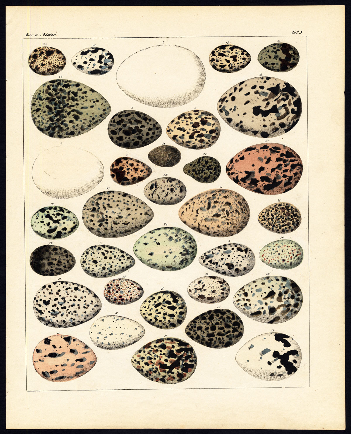 , Antique Print-BIRDS-EGG-GULL-SWALLOW-Pl.5-Oken-1833, Pictura Antique Prints