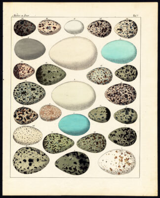 Antique Print-BIRDS-EGG-HERON-COOT-BLACK STORK-SPOONBILL-EGRET-Pl.7-Oken-1833