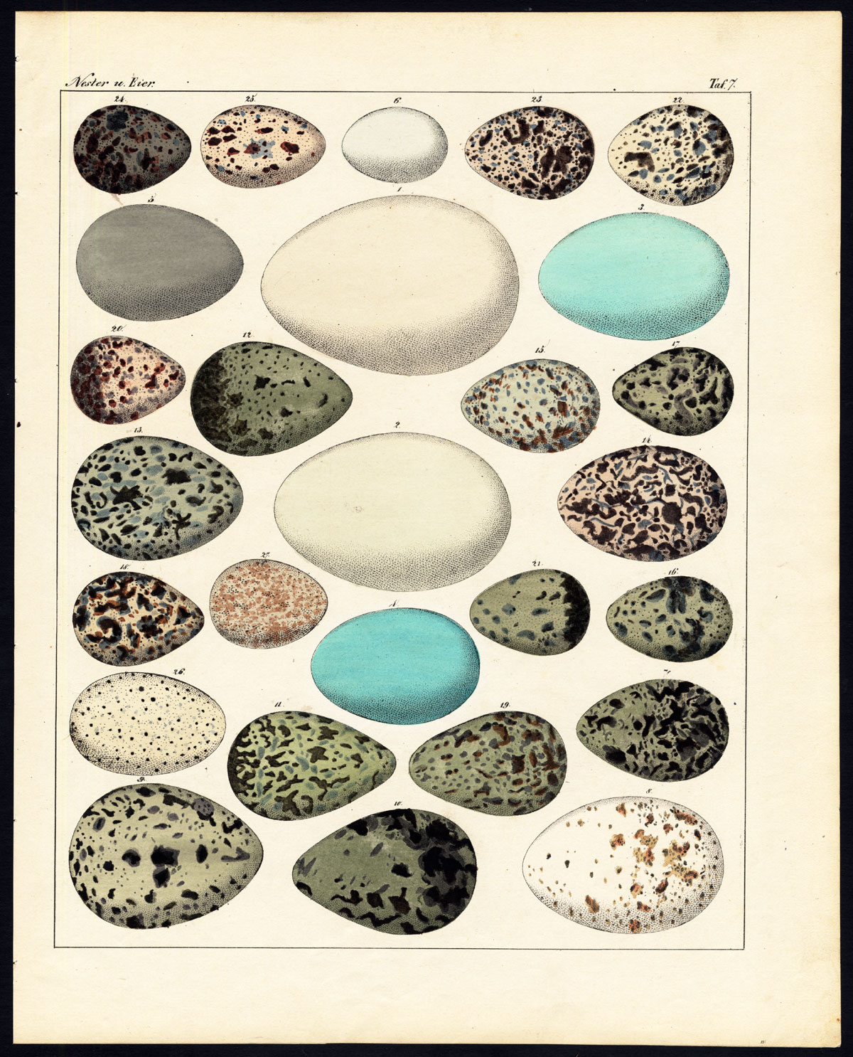 Antique Print-BIRDS-EGG-HERON-COOT-BLACK STORK-SPOONBILL-EGRET-Pl.7-Oken-1833