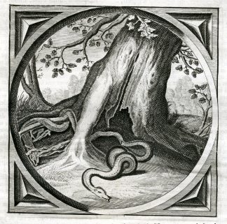 Antique Satire Print-LEAVE BEHIND-SNAKE-SKIN-Cats-1655