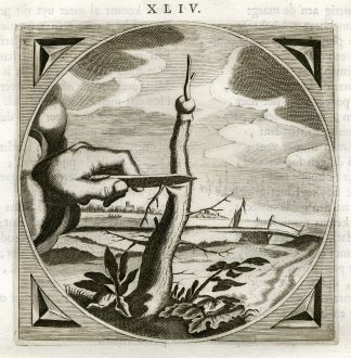 Antique Print-TREE-GRAFT-ENOUGH-EXCESS-Venne-Cats-1655