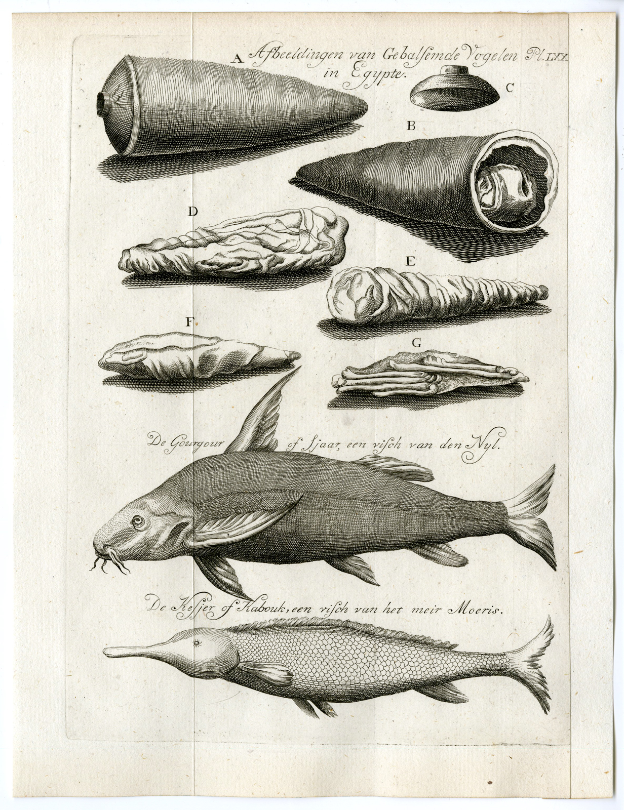 , Antique Print-EGYPT-MUMMIFIED BIRDS-FISH-Pococke-1776, Pictura Antique Prints