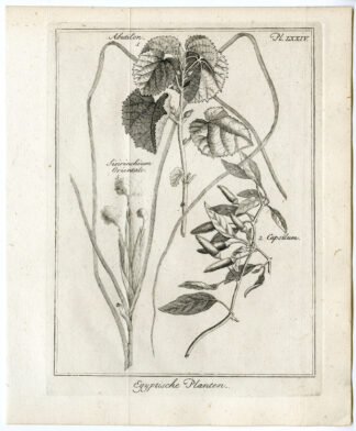 2 Antique Prints-ABUTILON-CAPSILUM-LUNARIA-ASTRAGALUS-COLUTEA-Pococke-1776
