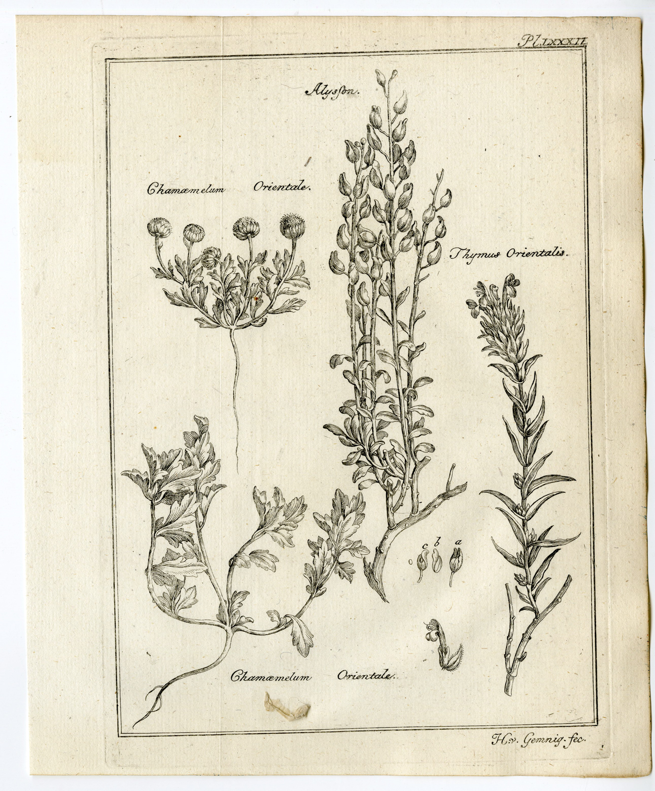 , Antique Print-CHAMOMILE-ALYSSON-THYMUS-Pococke-1776, Pictura Antique Prints