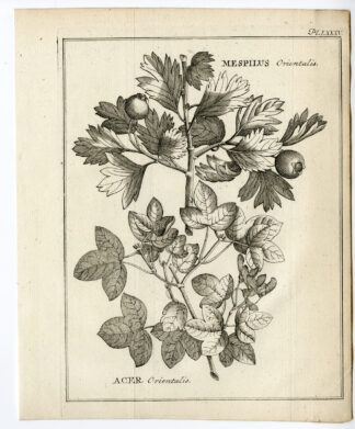 Antique Print-MESPILUS-MEDLAR-TREE-ACER-MAPLE-Pococke-1776