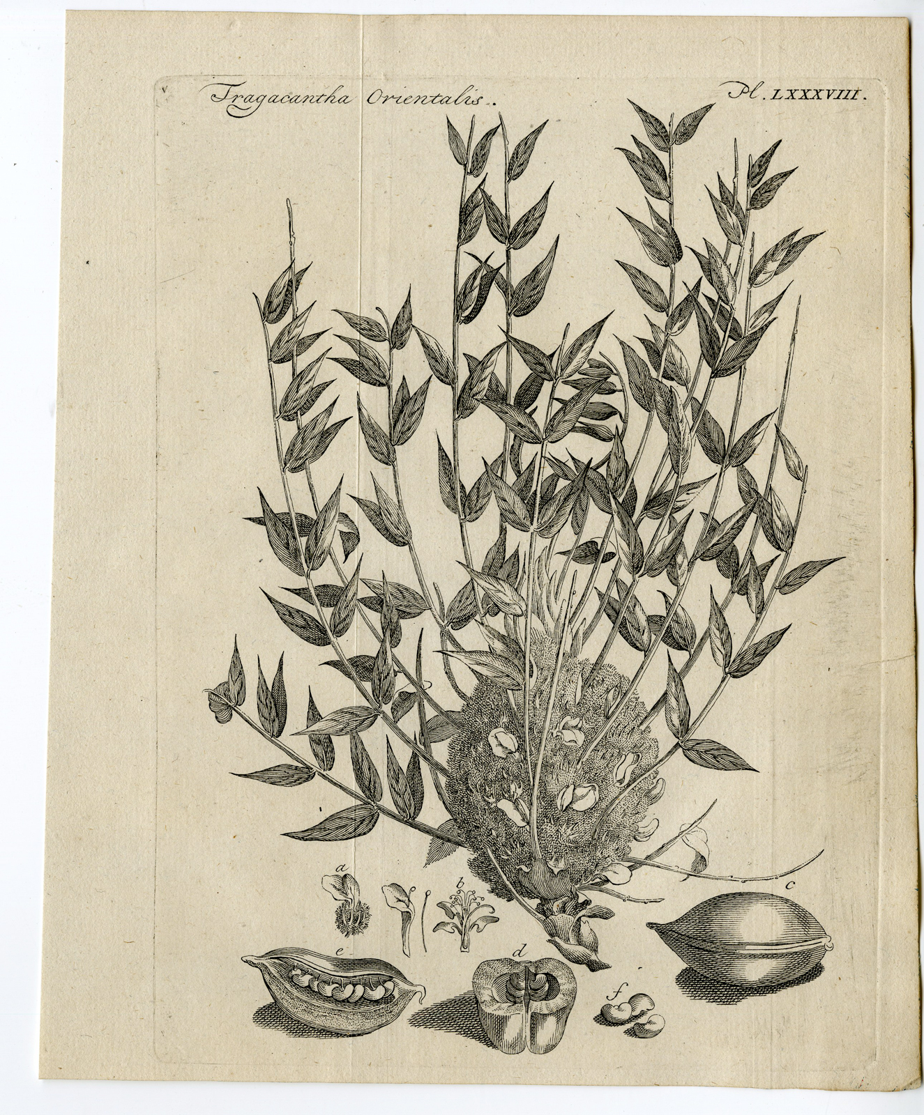, Antique Print-TRAGACANTHA ORIENTALIS-Pococke-1776, Pictura Antique Prints
