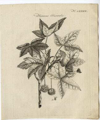 Antique Print-PLATANUS ORIENTALIS-OLD WORLD SYCAMORE-TREE-Pococke-1776