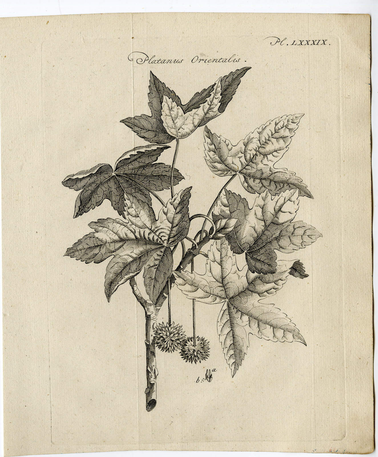 , Antique Print-PLATANUS ORIENTALIS-OLD WORLD SYCAMORE-TREE-Pococke-1776, Pictura Antique Prints