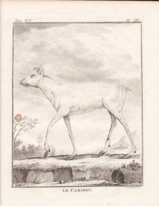 2 Antique Prints-set-CARIBOU-Buffon-1766