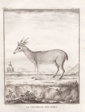 Antique Print-INDIAN DOE DEER-Buffon-1766
