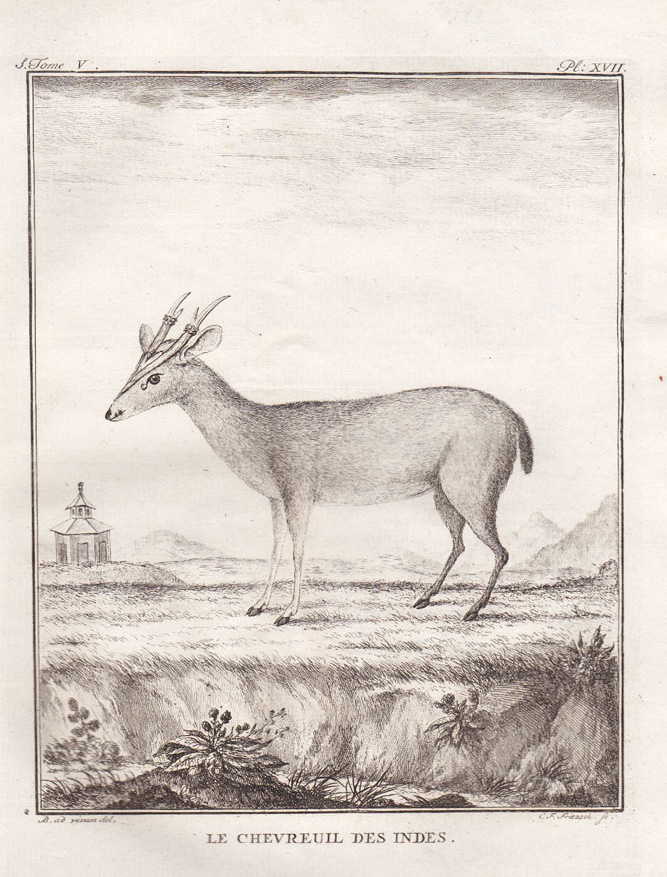 , Antique Print-INDIAN DOE DEER-Buffon-1766, Pictura Antique Prints